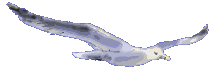 gull.gif
